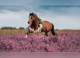 Galés-A, Caballo castrado, 9 años, 118 cm, Castaño oscuro