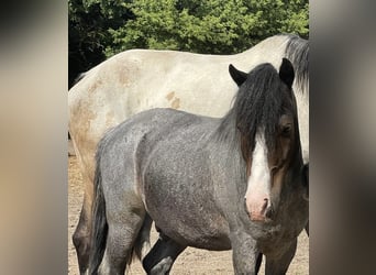 Galés-A Mestizo, Caballo castrado, 9 años, 118 cm, Rabicano