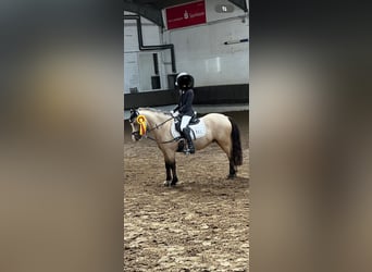 Galés-A, Caballo castrado, 9 años, 119 cm, Bayo