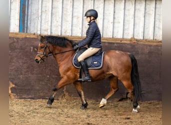 Galés-A, Caballo castrado, 9 años, 120 cm, Castaño-ruano