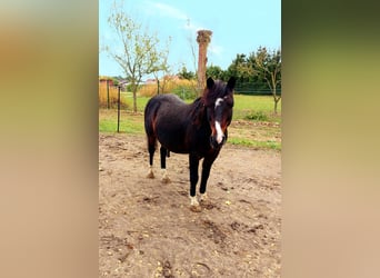 Galés-A Mestizo, Caballo castrado, 9 años, 121 cm, Castaño oscuro