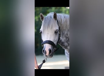 Galés-A, Caballo castrado, 9 años, 121 cm, Porcelana