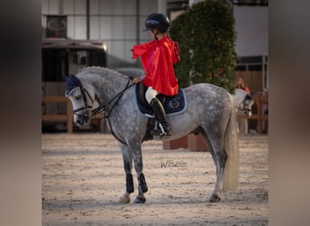 Galés-A, Caballo castrado, 9 años, 121 cm, Porcelana