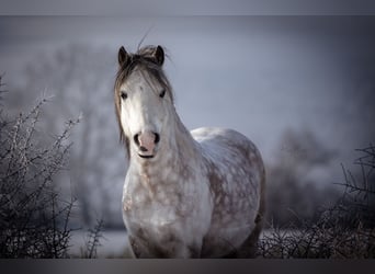 Galés-A, Caballo castrado, 9 años, 121 cm, Tordo