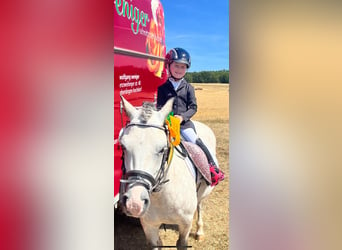 Galés-A, Caballo castrado, 9 años, 121 cm, Tordo