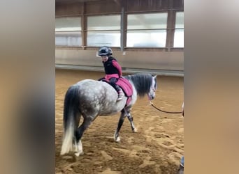 Galés-A, Caballo castrado, 9 años, 121 cm, Tordo