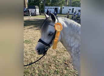 Galés-A, Caballo castrado, 9 años, 121 cm, Tordo