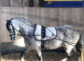 Galés-A, Caballo castrado, 9 años, 121 cm, Tordo