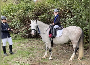 Galés-A, Caballo castrado, 9 años, 121 cm, Tordo