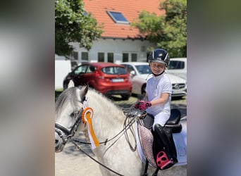 Galés-A, Caballo castrado, 9 años, 121 cm, Tordo