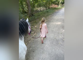 Galés-A, Caballo castrado, 9 años, 121 cm, Tordo