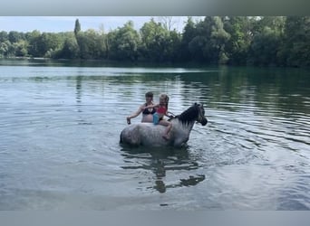 Galés-A, Caballo castrado, 9 años, 121 cm, Tordo