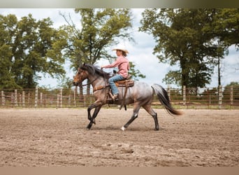 Galés-A, Caballo castrado, 9 años, 122 cm, Castaño-ruano