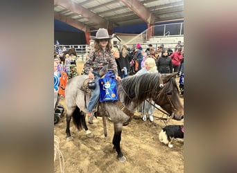 Galés-A, Caballo castrado, 9 años, 122 cm, Castaño-ruano