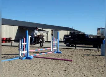 Galés-A, Caballo castrado, 9 años, 130 cm, Tordo