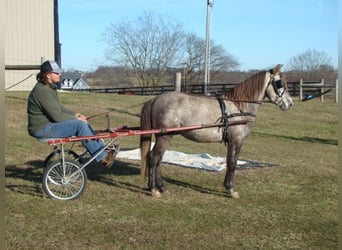 Galés-A, Caballo castrado, 9 años, 130 cm, Tordo