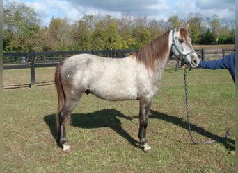 Galés-A, Caballo castrado, 9 años, 130 cm, Tordo