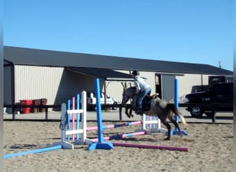 Galés-A, Caballo castrado, 9 años, 130 cm, Tordo