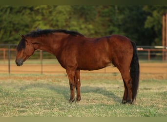 Galés-A Mestizo, Caballo castrado, 9 años, 137 cm, Castaño rojizo