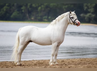 Galés-A, Semental, 12 años, 119 cm, White/Blanco