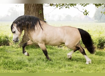 Galés-A, Semental, 17 años, 118 cm, Buckskin/Bayo