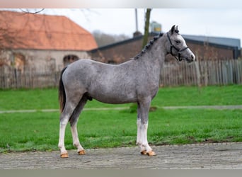 Galés-A, Semental, 1 año, 105 cm