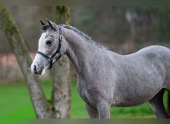 Galés-A, Semental, 1 año, 105 cm