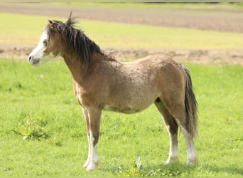Galés-A, Semental, 1 año, 118 cm, Buckskin/Bayo