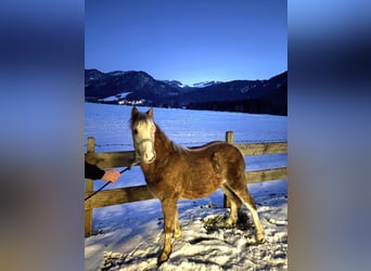 Galés-A, Semental, 1 año, 120 cm, Tordo ruano