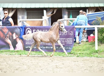 Galés-A, Semental, 1 año, 120 cm, Tordo ruano