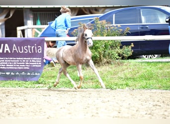 Galés-A, Semental, 1 año, 120 cm, Tordo ruano