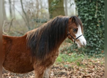 Galés-A, Semental, 1 año, 121 cm, Castaño