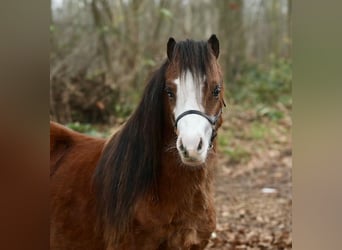 Galés-A, Semental, 1 año, 121 cm, Castaño