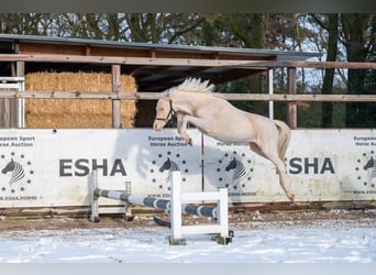 Galés-A, Semental, 2 años, 109 cm, Cremello