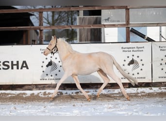 Galés-A, Semental, 2 años, 109 cm, Cremello