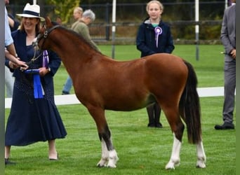 Galés-A, Semental, 2 años, 114 cm, Castaño