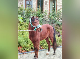 Galés-A Mestizo, Semental, 2 años, 115 cm, Castaño