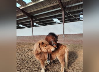 Galés-A Mestizo, Semental, 2 años, 115 cm, Castaño