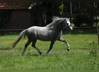 Galés-A, Semental, 2 años, 115 cm, Tordo