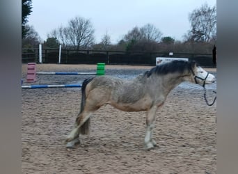 Galés-A Mestizo, Semental, 2 años, 117 cm, Buckskin/Bayo