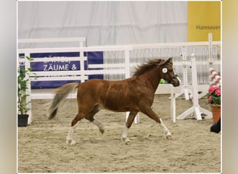 Galés-A, Semental, 2 años, 118 cm, Alazán