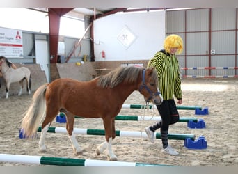 Galés-A, Semental, 2 años, 118 cm, Alazán
