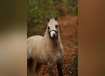 Galés-A, Semental, 2 años, 119 cm, Palomino