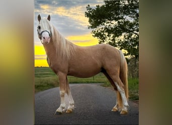 Galés-A, Semental, 3 años, 115 cm, Palomino