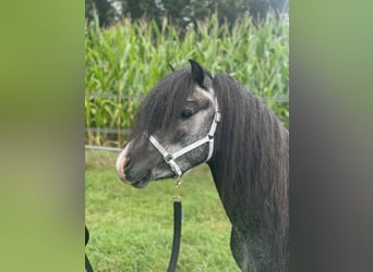 Galés-A, Semental, 3 años, 120 cm, Tordillo negro