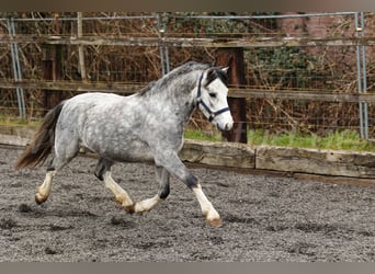 Galés-A, Semental, 3 años, 120 cm, Tordo