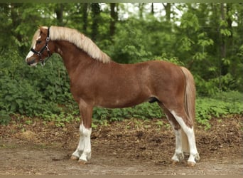 Galés-A, Semental, 3 años, 121 cm, Alazán