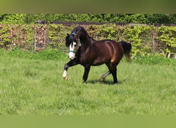 Galés-A, Semental, 4 años, 115 cm, Castaño oscuro