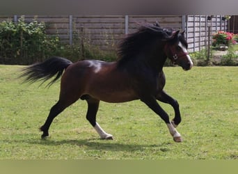 Galés-A, Semental, 4 años, 115 cm, Castaño oscuro