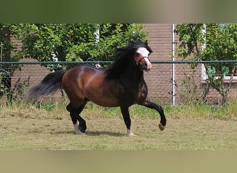 Galés-A, Semental, 4 años, 115 cm, Castaño oscuro